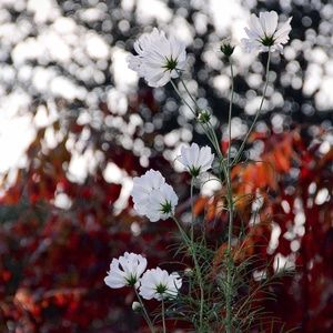 Meet your Posher, Jessie